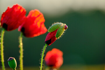 Mohnbl&uuml;te mit Junik&auml;fer