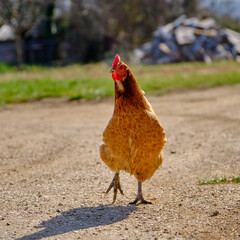 Huhn im laufen