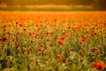 Mohnfeld im Morgenlicht