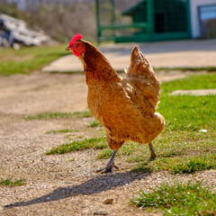 Huhn im laufen