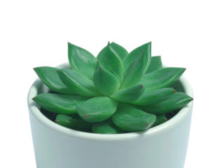 Vibrant green succulent plant in a pristine white ceramic pot, showcased against a pure white background - Transparent Background