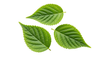 Isolated three leaves