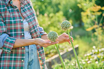 Onion flowers in gardener's hands, close-up balls with seeds