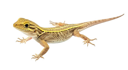 Isolated Yellow Lizard