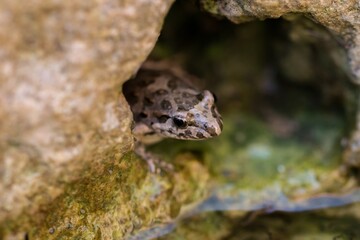 Frog peeking out from a rocky hole.