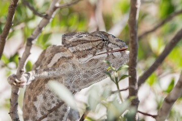 Side profile of a chameleon perched on a branch.