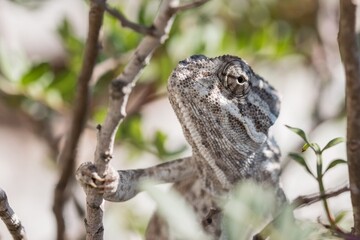 Chameleon gripping a branch.