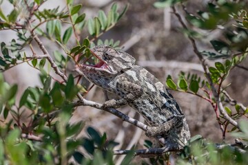 Wild adult common chameleon or Mediterranean chameleon in Maltese Islands.