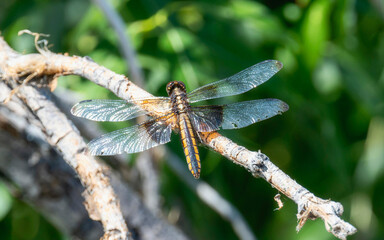 Widow Skimmer (Libellula luctuosa) dragonfly perched on a branch in a sunny wetland habitat