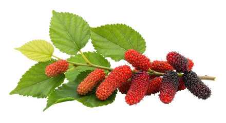 Isolated Mulberries on Branch