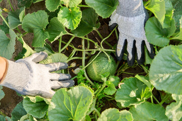 Top view of melon bush with green unripe fruits, hands of gardener showing plant in garden.