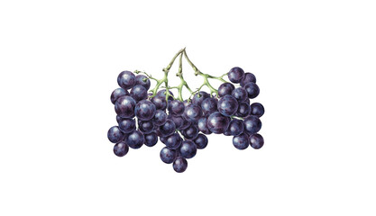 Black Grape Fruit Dark Blue Grapes Isolated on Transparent Background Illustration Vector. Close-up Black Grapes Isolated Top View