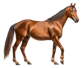 Obraz premium PNG Stallion mammal animal horse.