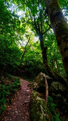 Obraz premium Lush forest path (3)