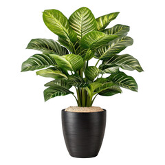 Obraz premium Dieffenbachia plant in black pot stripes on leaves green foliage isolated