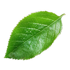 Obraz premium Close-up of a vibrant green leaf (2)