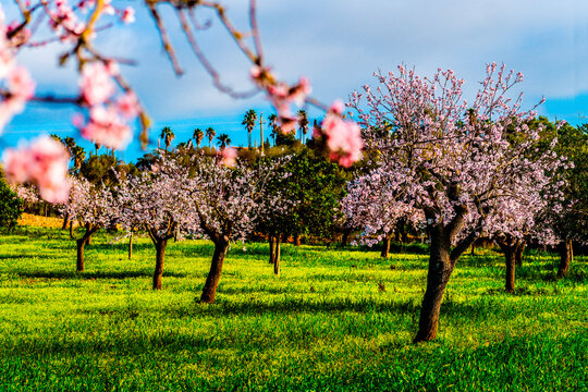 Mandelbl&uuml;te auf Mallorca, Spanien