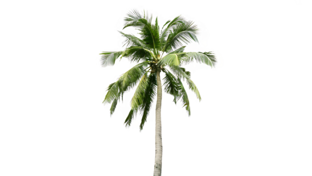 Tall palm tree with green fronds isolated on a transparent background
