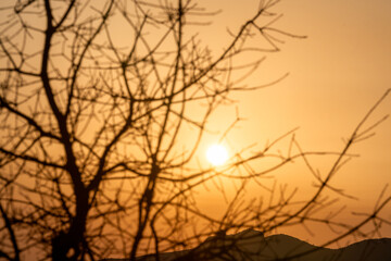 Silhouette of the branches of a dry tree, with the sun in the orange sky in the background. 