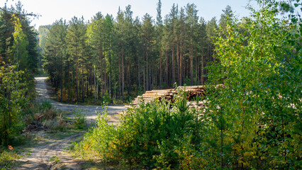 Harvesting firewood in forest on summer day for heating rooms in cold season