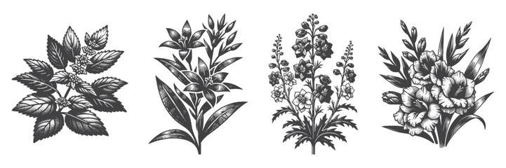 Vintage Hand-Drawn Tall Gladiolus Illustration, Botanical Plant Engraved Vector for Garden and T-Shirt Design