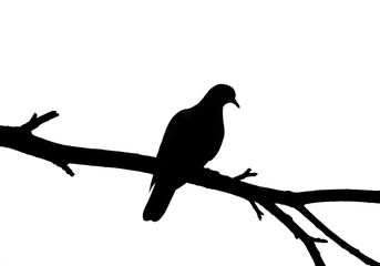Fototapeta premium vector silhouette of a bird