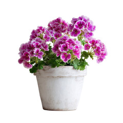 A white pot filled with vibrant pink flowers, isolated on transparent background