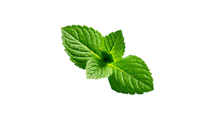 A fresh mint leaf, cut out