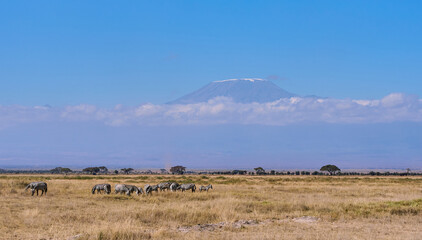 Obraz premium Zebras Grazing in African Grassland with Mount Kilimanjaro in Background