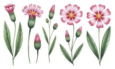 Soft pink meadow blooms with delicate green leaves.