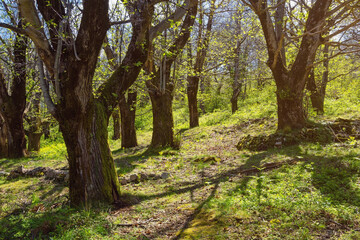 Grove of sweet chestnut trees ( Castanea sativa ) on sunny spring day. Montenegro, Bar municipality