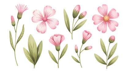 Soft pink cosmos flowers with buds and green foliage. Cosmos blossoms with stems and leafy accents in watercolor.