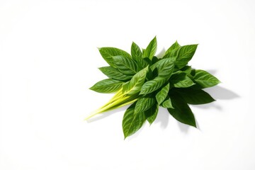 Fototapeta premium A cluster of green leaves with yellow stems on a white background casting shadows