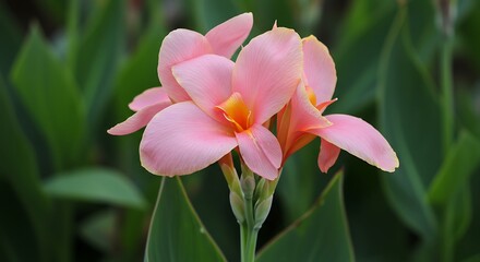 Fototapeta premium Blush of the Green Garden