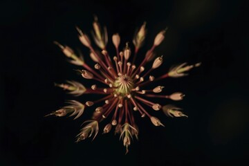 Closeup of spherical plant structure with radiating stems and buds set against a dark shadowy backdrop