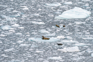 Seals on floating ice in front of Hubbard glacier in ALaska