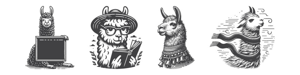 Fototapeta premium Vintage Hand-Drawn Llama Wearing Scarf Illustration, Animal Engraved Vector for Winter and T-Shirt Design