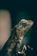 Reptile portrait de profil