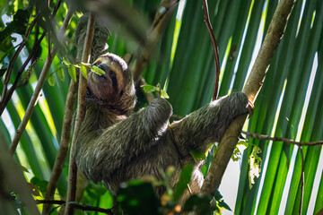 Sloth eating in tree © Javier
