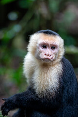 Fototapeta premium Monkey portrait in Costa Rica