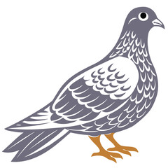 A very beautiful dove vecro