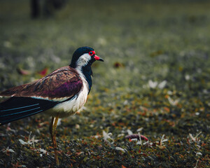 Oiseau qui médite regarde l'horizon