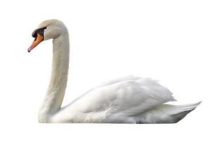 Elegant white swan isolated on a transparent background
