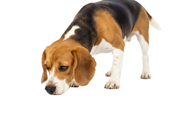 Beagle Dog Breed: Photos of a Curious Beagle Scenting Isolated on Transparent Background