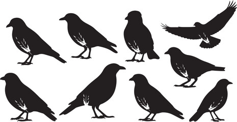 Fototapeta premium Vector art of collection of black bird silhouettes isolated on white background, featuring various poses including standing and flying, representing wildlife and nature