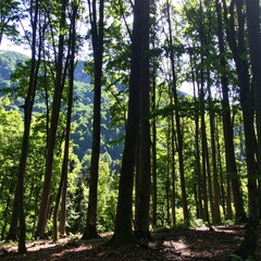 Naklejka premium Lush forest scene