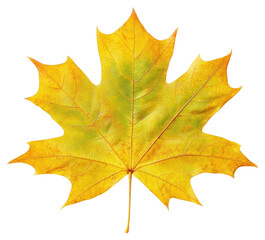 Real sugar maple leaf chandelier plant tree.