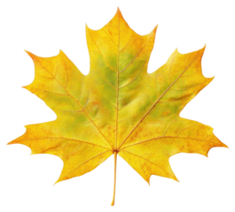 Real sugar maple leaf chandelier plant tree.