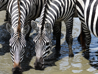 Animals in Tanzania, Africa from Safari © ceamanu