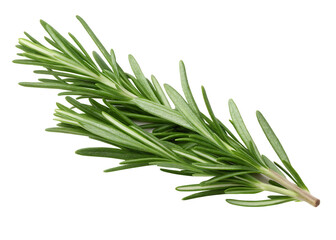 Fototapeta premium Fresh green rosemary sprig isolated on a transparent background